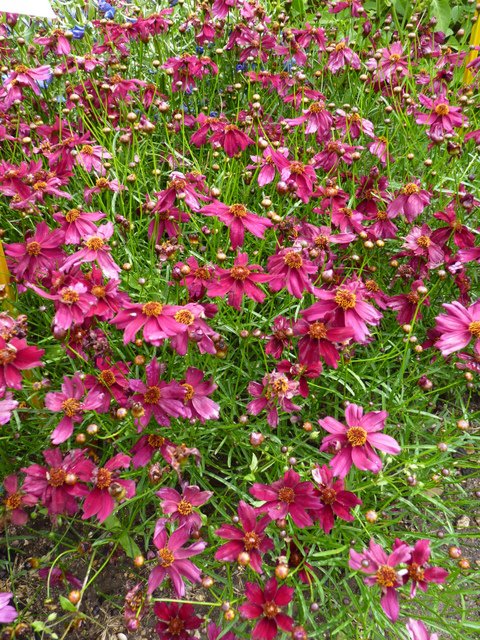 Coreopsis x 'Limerock' fleur